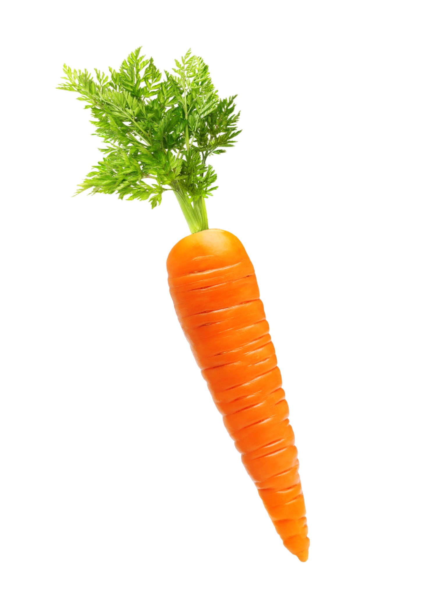 PA585 PAPER CUTOUT CARROT